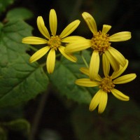 Senecio scandens Buch.-Ham. ex D.Don